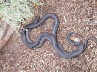 Tiger snake copulation